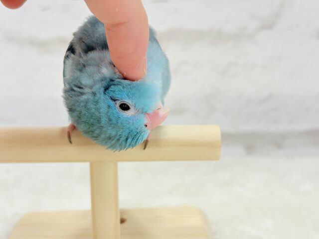 マメルリハ