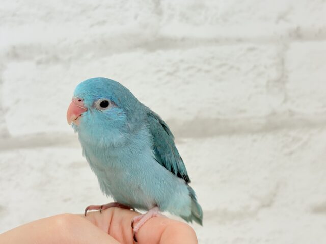 マメルリハ