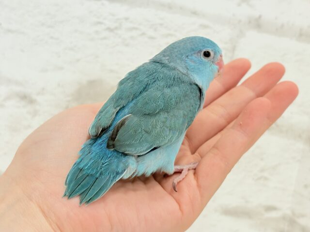 マメルリハ
