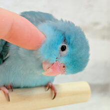 【最新画像・動画更新🪄】ツンデレ女子がモテるよね🐥💙マメルリハ(ブルー)女の子 ヒナ
