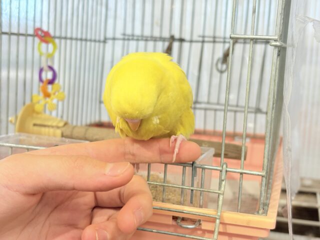 ジャンボセキセイインコ