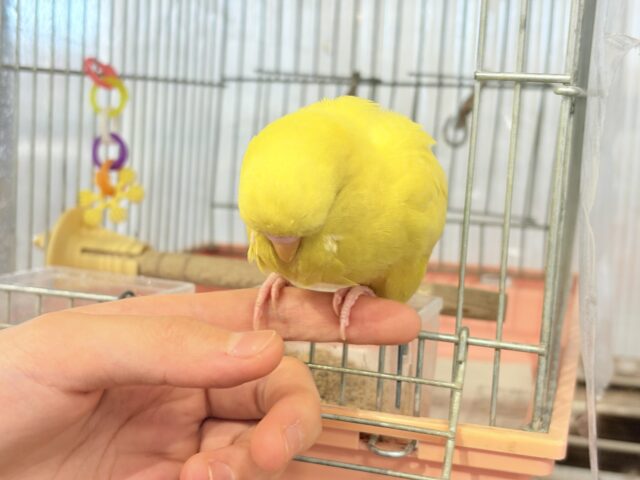 ジャンボセキセイインコ