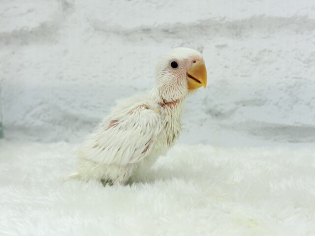 コザクラインコ（小桜インコ）
