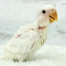 純白の天使来ました🐣🫧コザクラインコ(アルビノ) ヒナ