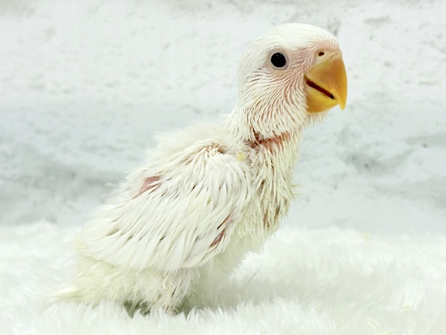 純白の天使来ました🐣🫧コザクラインコ(アルビノ) ヒナ