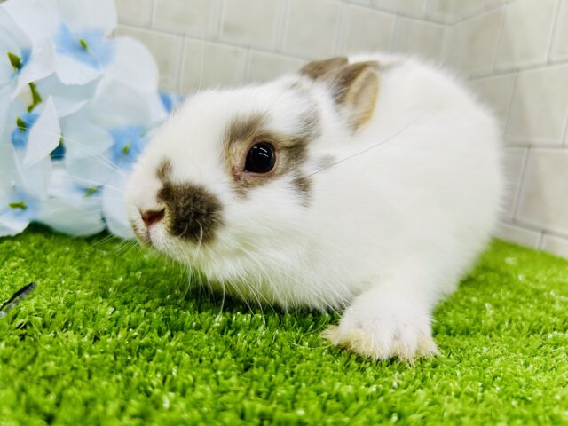 ミニウサギ