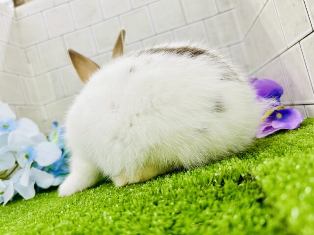 ミニウサギ