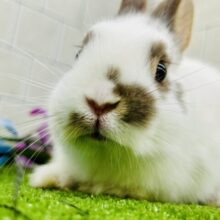 どんなサイズ感に成長するのかな～？？　ミニウサギ