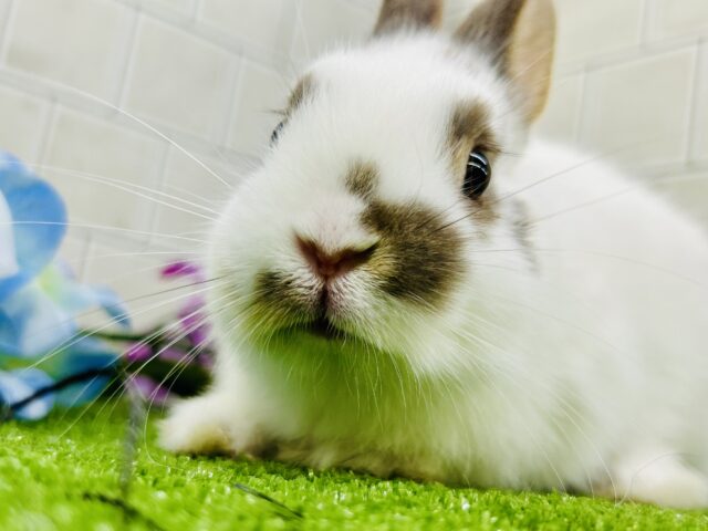 どんなサイズ感に成長するのかな～？？　ミニウサギ