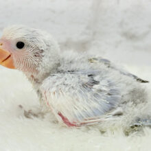 美カラー💖わた毛おぱんつの天使🧚コザクラインコ(バイオレットオパーリンパイド) ヒナ