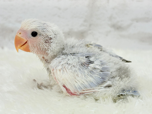 美カラー💖わた毛おぱんつの天使🧚コザクラインコ(バイオレットオパーリンパイド) ヒナ