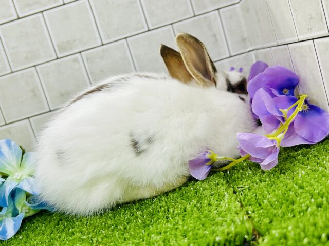 ミニウサギ