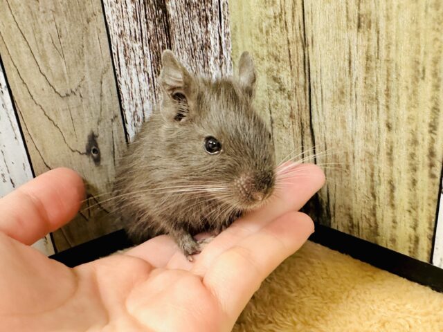 デグー