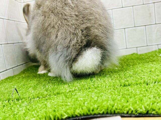 ライオンラビット