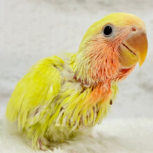 【最新画像更新🪄】黄金に輝くスーパースター🌟コザクラインコ(ゴールデンチェリー) ヒナ