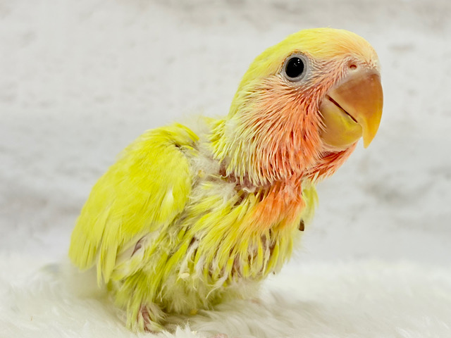 【最新画像更新🪄】黄金に輝くスーパースター🌟コザクラインコ(ゴールデンチェリー) ヒナ