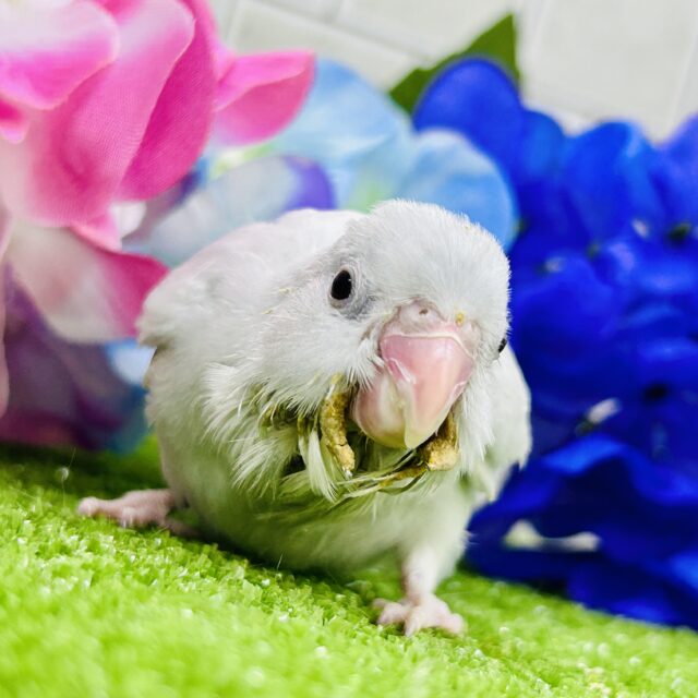 美カラーのワンパクカイジュウ(≧◇≦)　マメルリハインコ