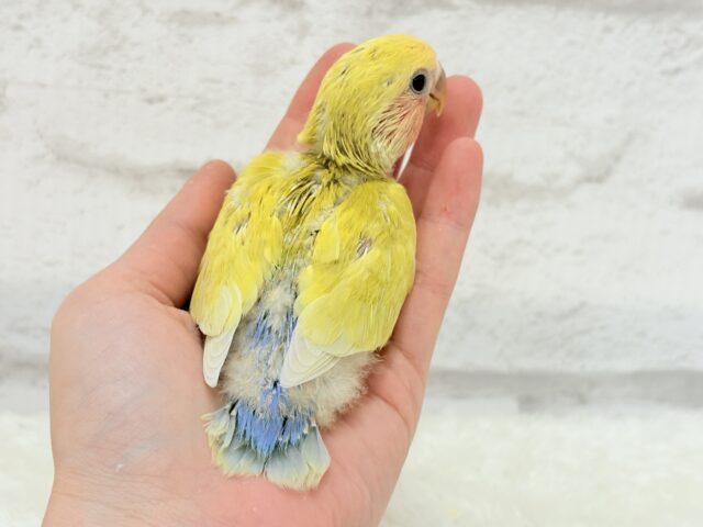 説明画像です