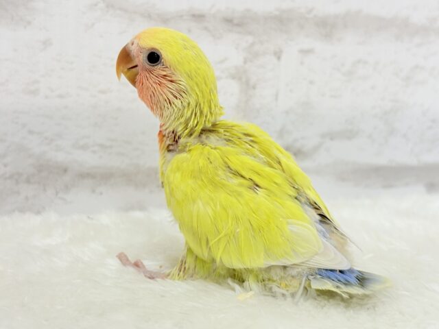 説明画像です