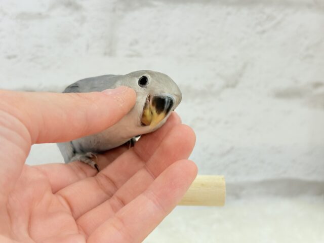 説明画像です