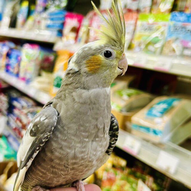 オカメインコ