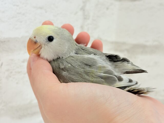 説明画像です