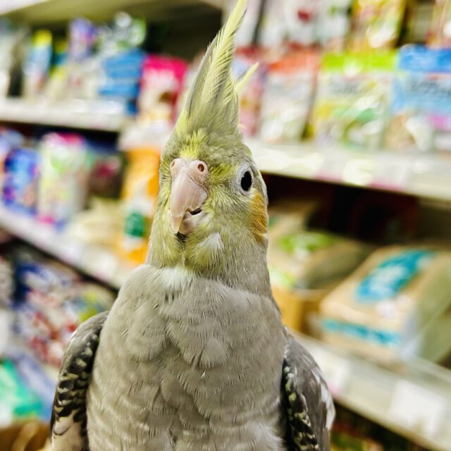 オカメインコ