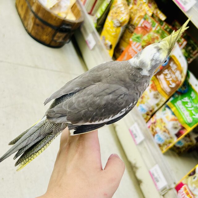 オカメインコ