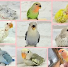 色とりどり🌸小桜インコFestival🕊🌿