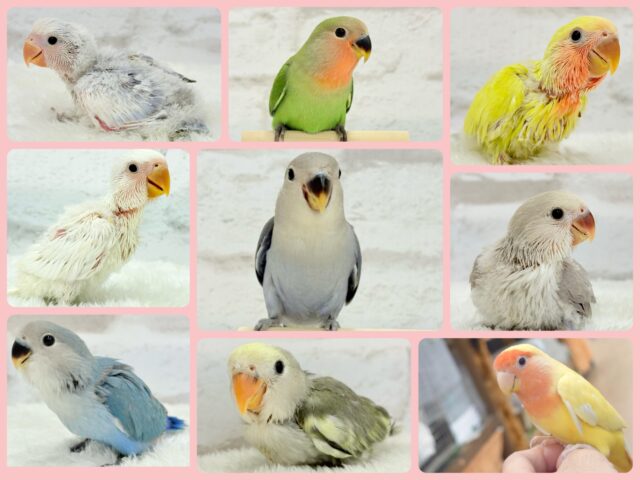 色とりどり🌸小桜インコFestival🕊🌿