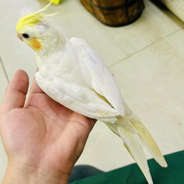 オカメインコ