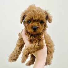 下から上までかわいい❤️トイプードル男の子