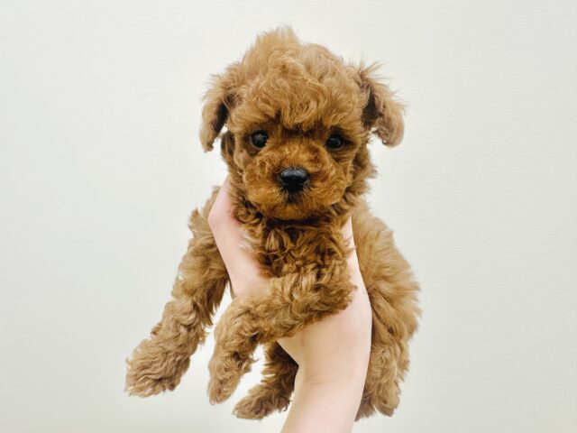下から上までかわいい❤️トイプードル男の子