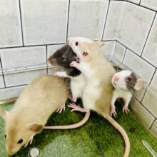 ファンシーワールド開園です～(≧◇≦)
