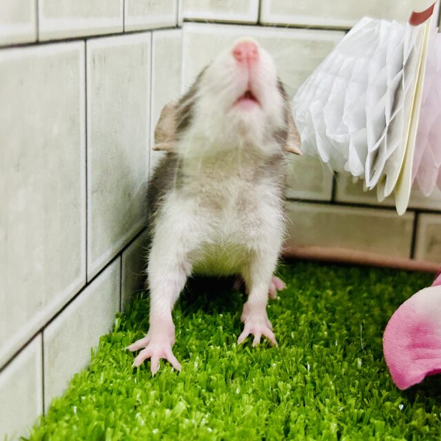 ファンシーラット