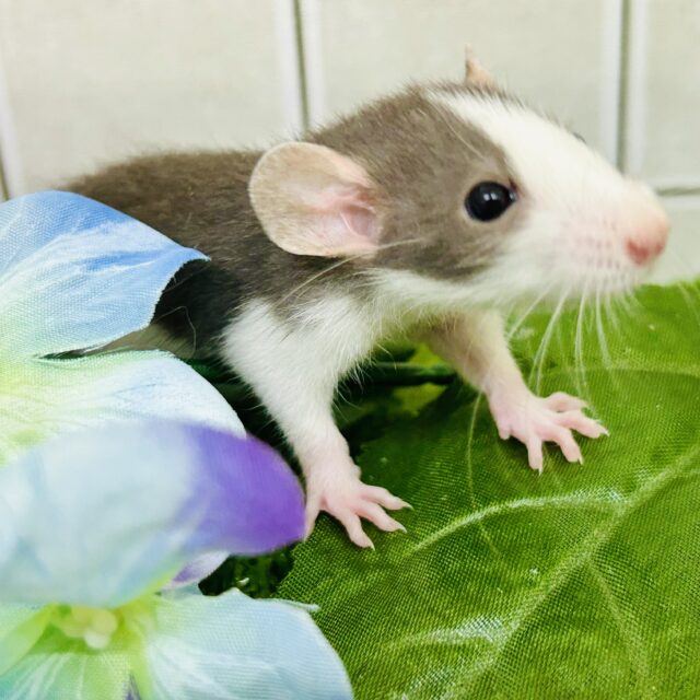 七三分けのおしゃれちゃん(*’ω’*)　ファンシーラット