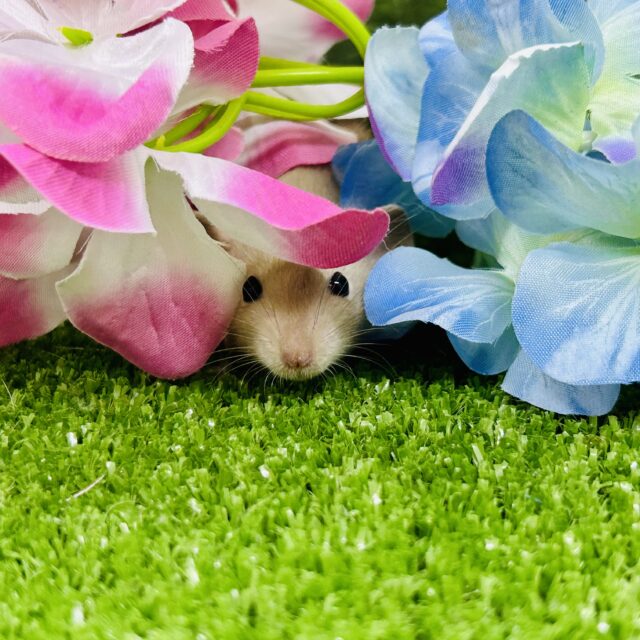 ファンシーラット