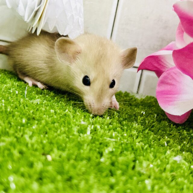 ファンシーラット