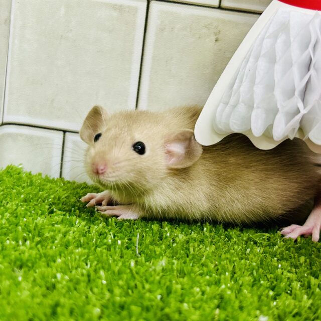 ファンシーラット