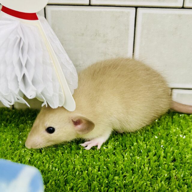 ファンシーラット