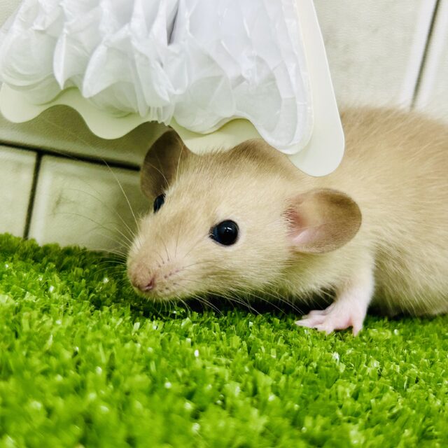 ファンシーラット