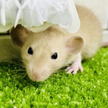 むっちりミルクティー？？　ファンシーラット