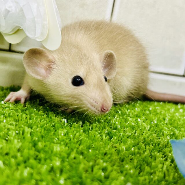 ファンシーラット