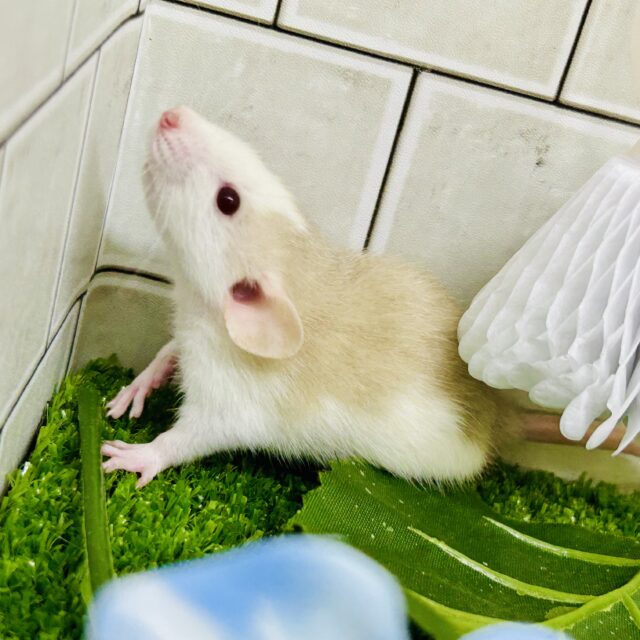 ファンシーラット