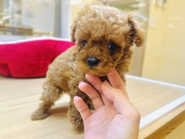 トイプードル