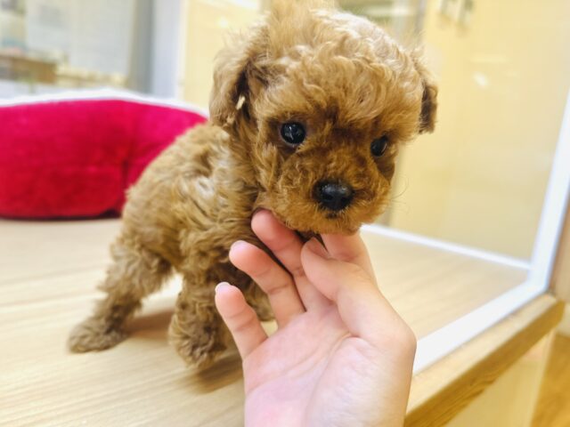 トイプードル