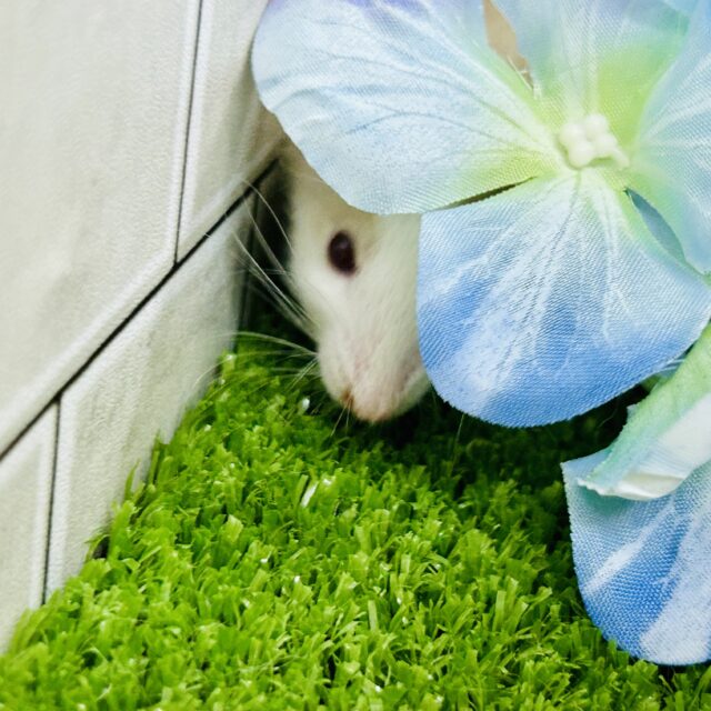 ファンシーラット