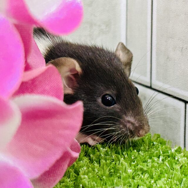 ファンシーラット