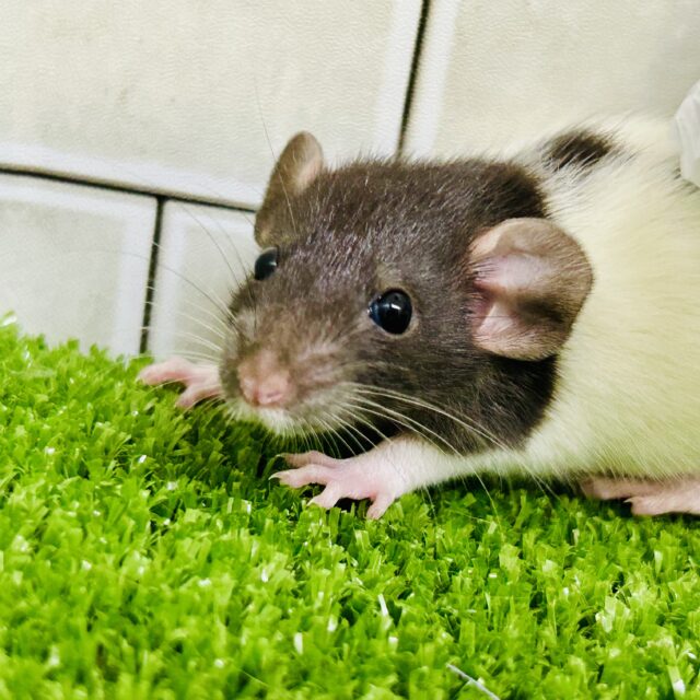 ファンシーラット