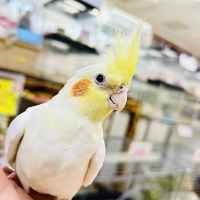 オカメインコ